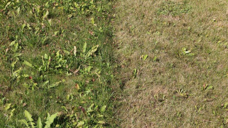 What’s Turning Your Lawn Brown and Patchy? Here’s How to Fix It