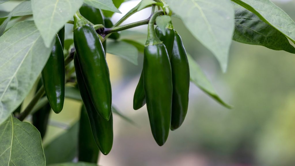 Support Your Jalapeno Peppers Naturally With These Companion Plants