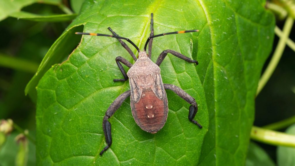 17 Effective Ways to Control Leaf-Footed Bugs in Your Garden