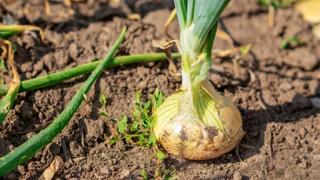 The Best Plants to Grow Alongside Onions