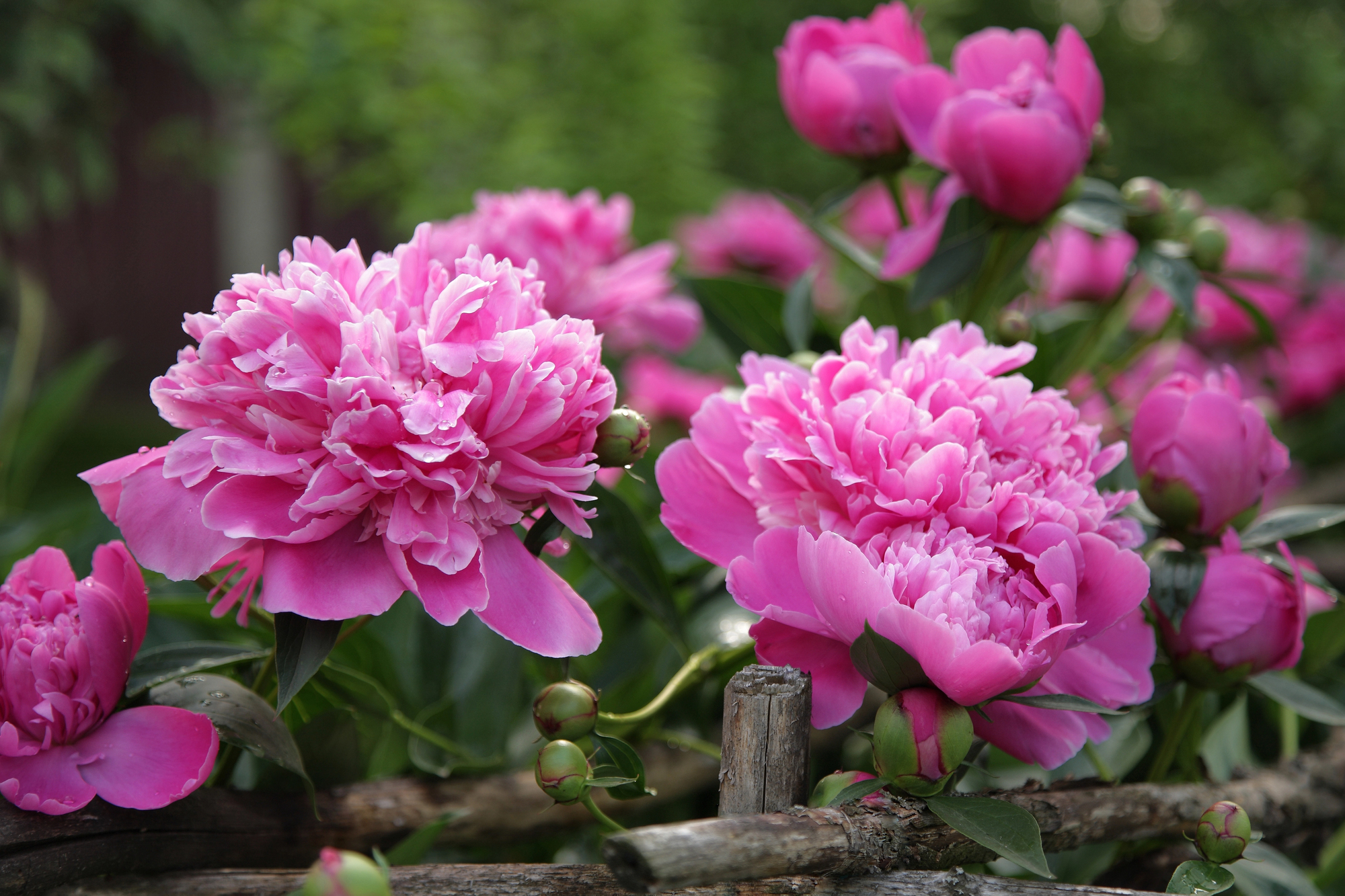 How to Grow and Care for Peonies So They Bloom Beautifully Every Year