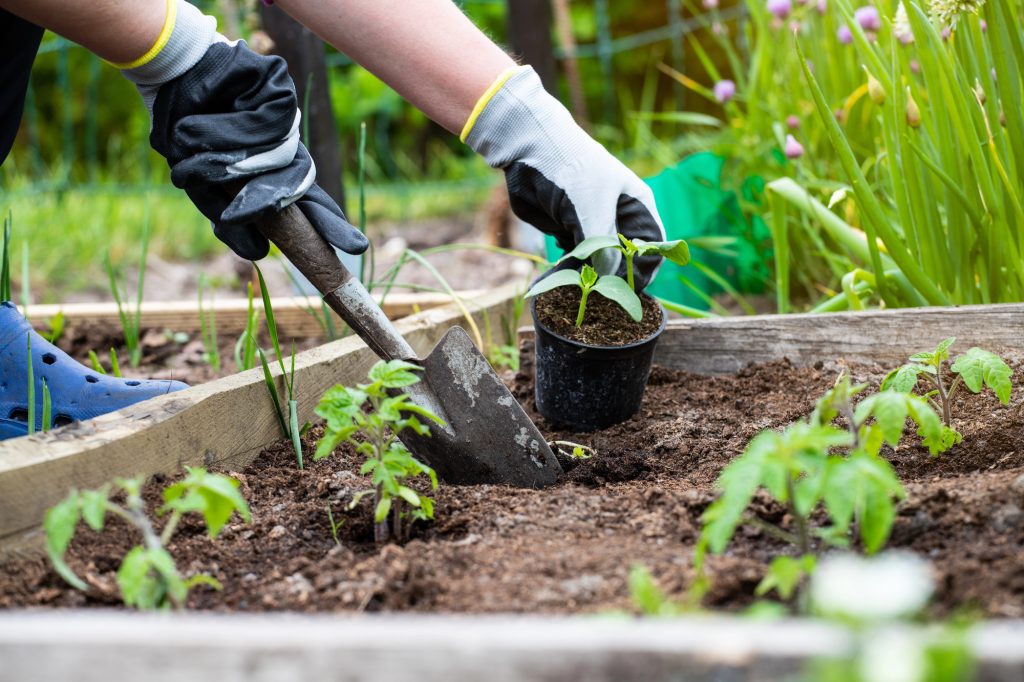 20 Pioneer Skills to Learn Now So You Can Rely Less on the Grid Later 2 person planting cucumber seedlings in garden