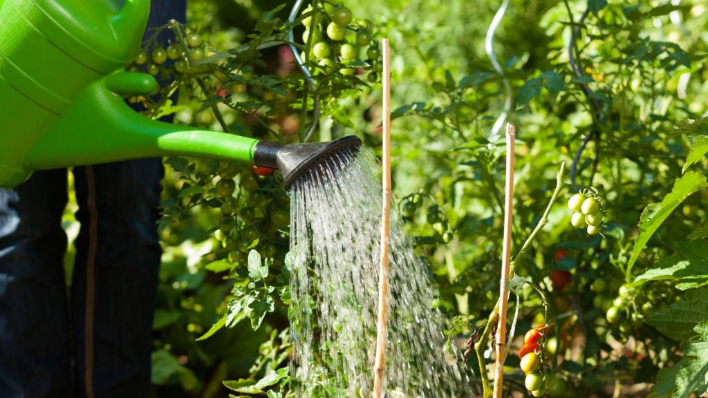 8 Subtle Warning Signs I Missed While Overwatering My Tomato Plants 8 person watering garden