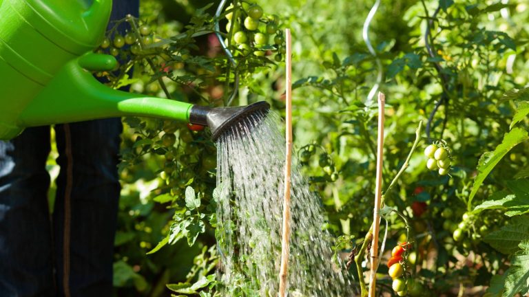 15 Things I Add to My Watering Can To Keep My Plants from Wilting During a Heatwave
