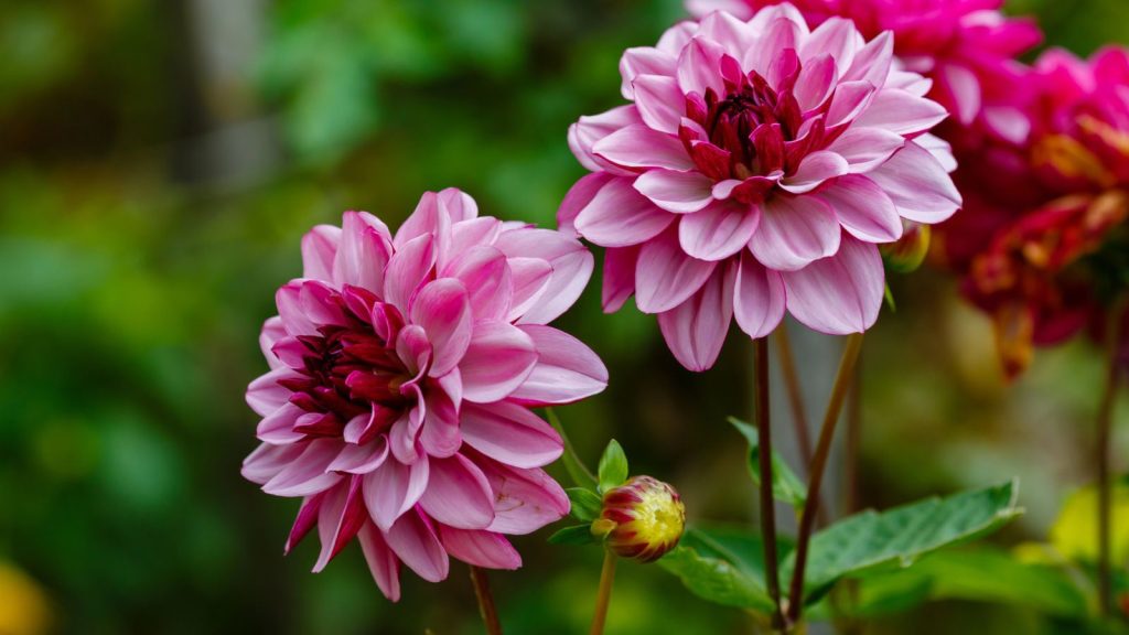 12 Flowering Plants That Produce Big, Show-Stopping Statement Blooms