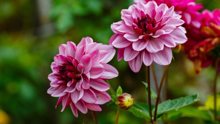 12 Flowering Plants That Produce Big, Show-Stopping Statement Blooms