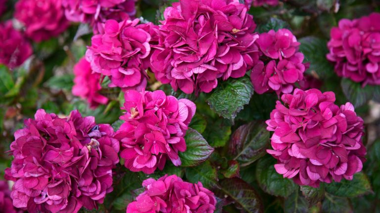 I Did Everything Right… So Why Didn’t My Hydrangeas Bloom?