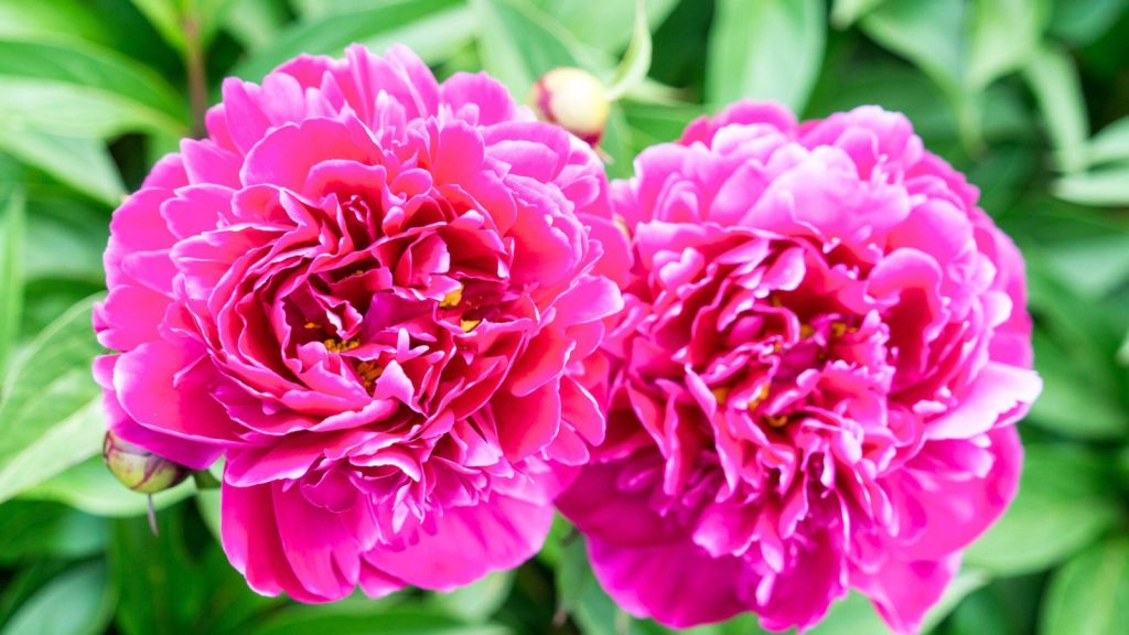 If You Love Hydrangeas, You’ll Want These in Your Garden 1 pink peonies in blooom
