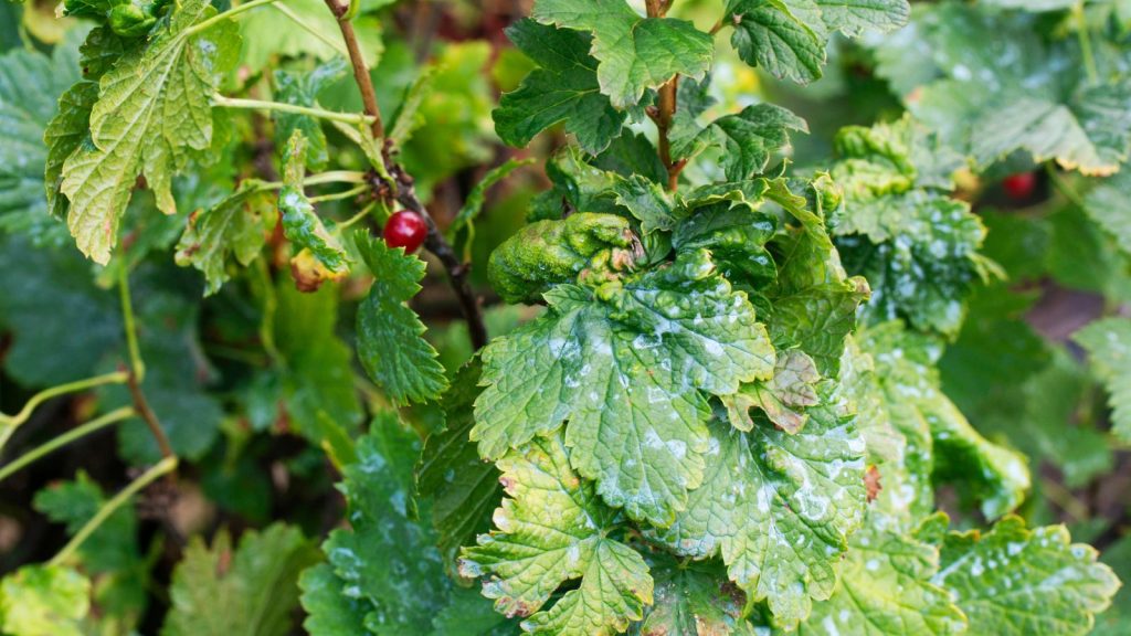 Powdery Mildew Ruined My Plants for Years — Until I Tried This