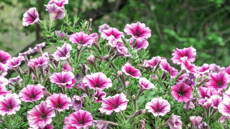 Should You Plant More Annuals or Perennials?