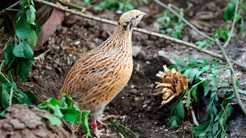 11 Types of Farm Birds to Raise for Meat, Eggs, and Profit