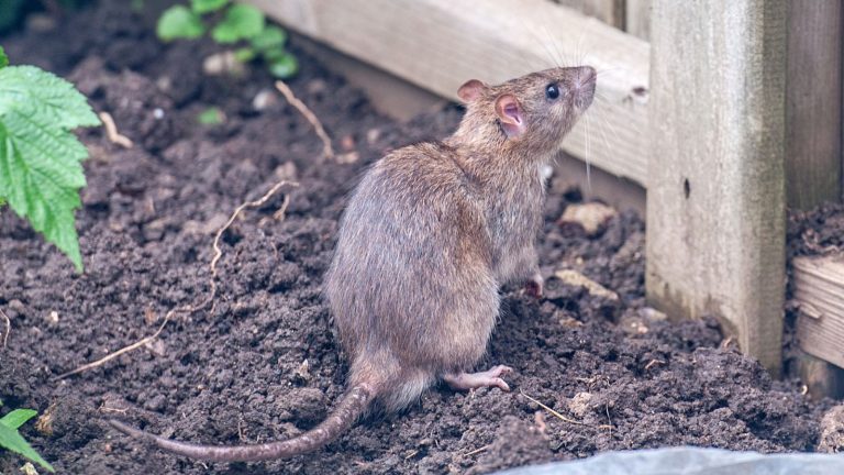 I Tried Everything to Keep Rats Out of My Garden — This Is What Worked