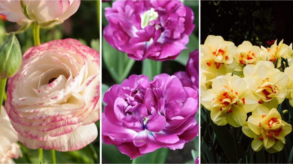 Skip the Roses and Grow These 15 Stunning Flowers Instead