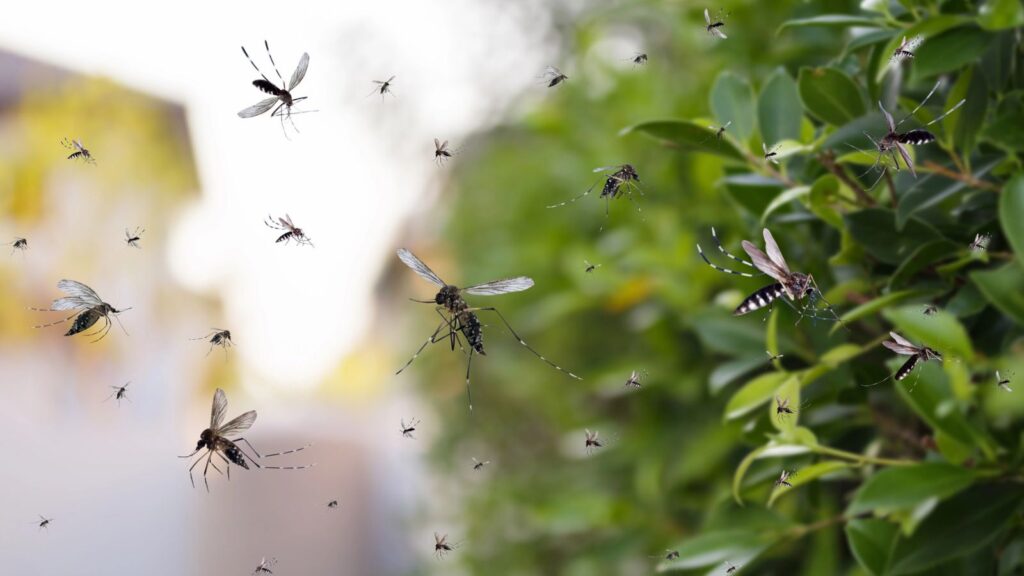 My Backyard Was Full of Mosquitoes—Here’s What Finally Worked