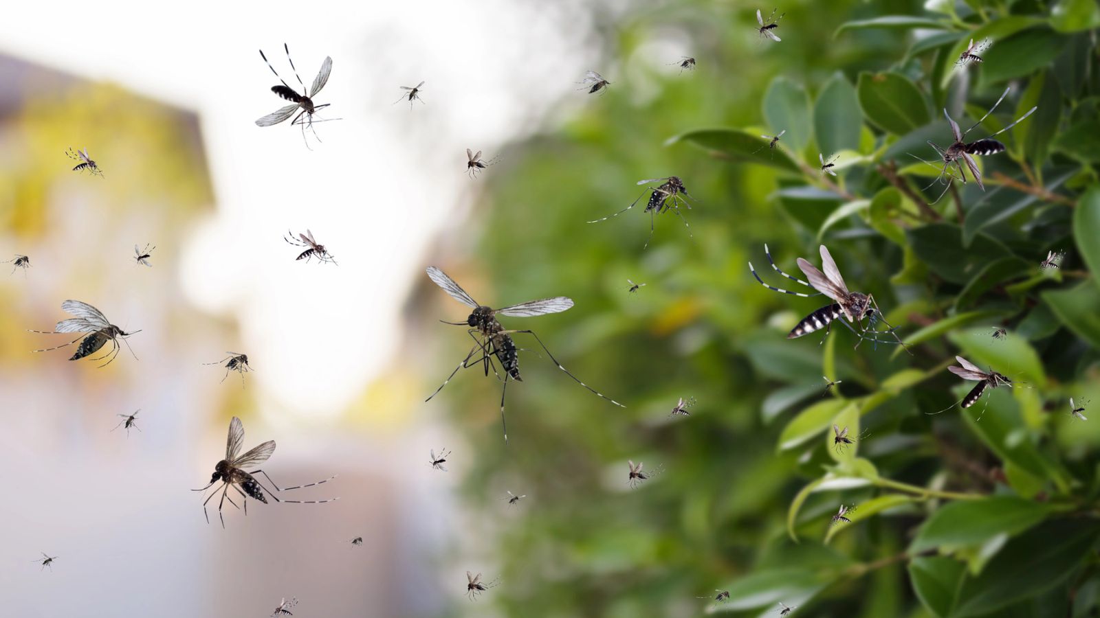 My Backyard Was Full of Mosquitoes—Here’s What Finally Worked