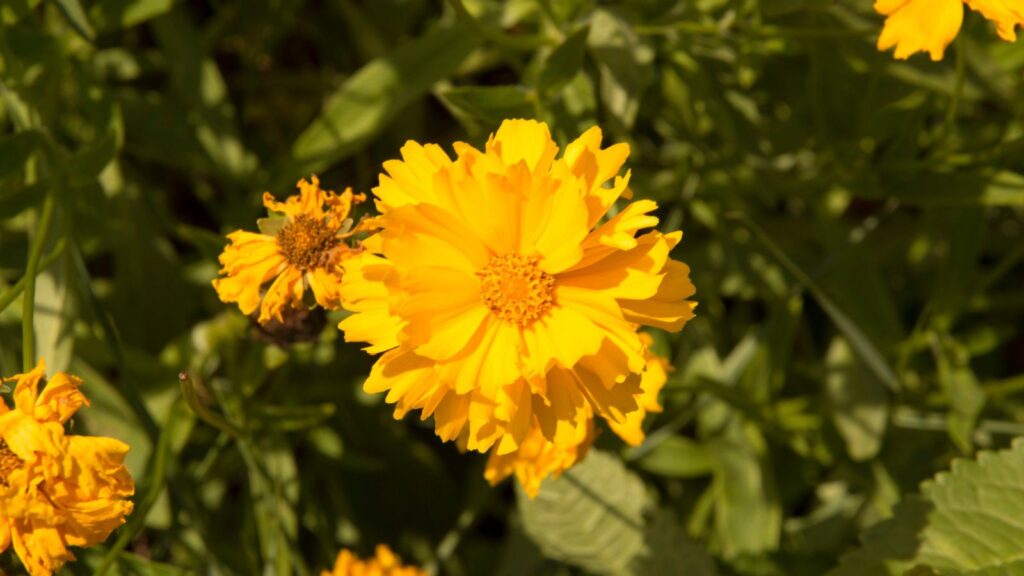 13 Garden-Ready Perennials That Handle the Hottest Days With Ease 1 tickseed yellow