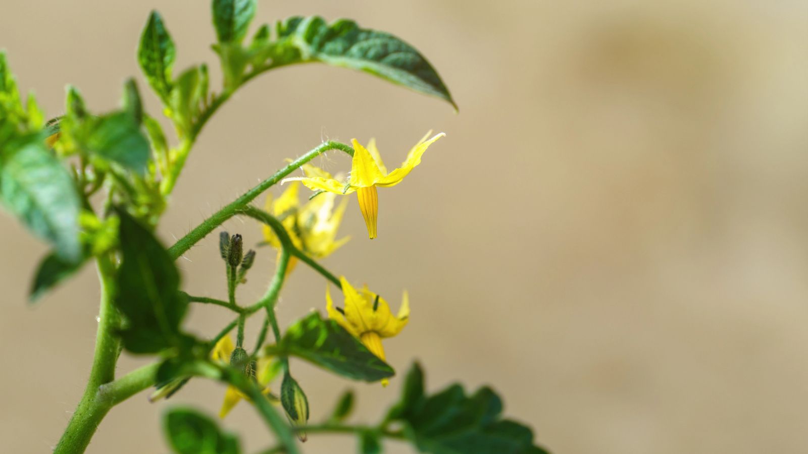 16 Causes of Tomato Blossom Drop and How to Fix Each One