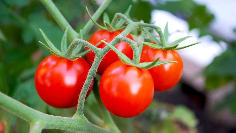 I’ve Grown Tomatoes for Years —These Are the Tips That Actually Work