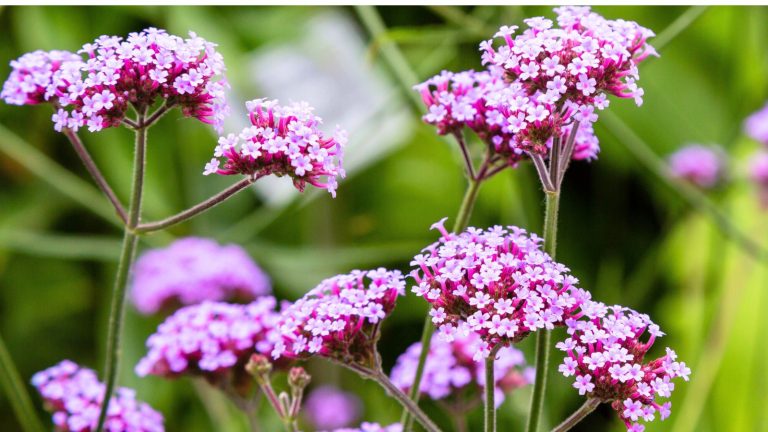 14 Purple Flowers That Draw Hummingbirds to Your Garden