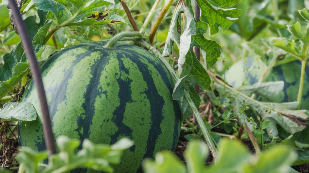 The Best Plants to Grow Alongside Onions 3 watermelon growing