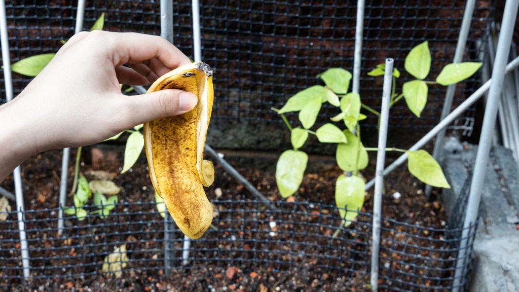 I Stopped Buying Fertilizers —Here’s What I Feed My Plants Instead