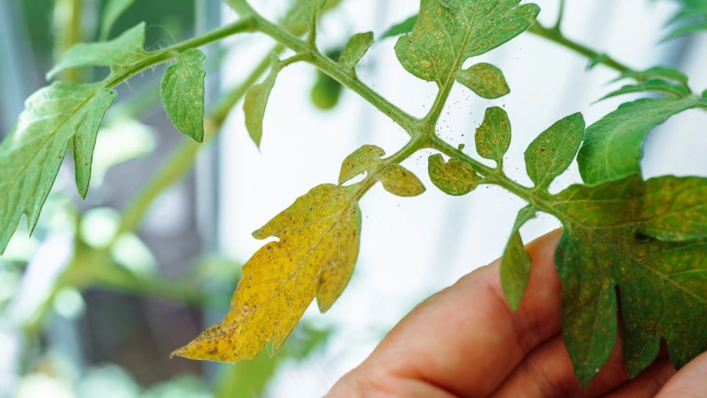 16 Causes of Tomato Blossom Drop and How to Fix Each One 3 yellow tomato leaves