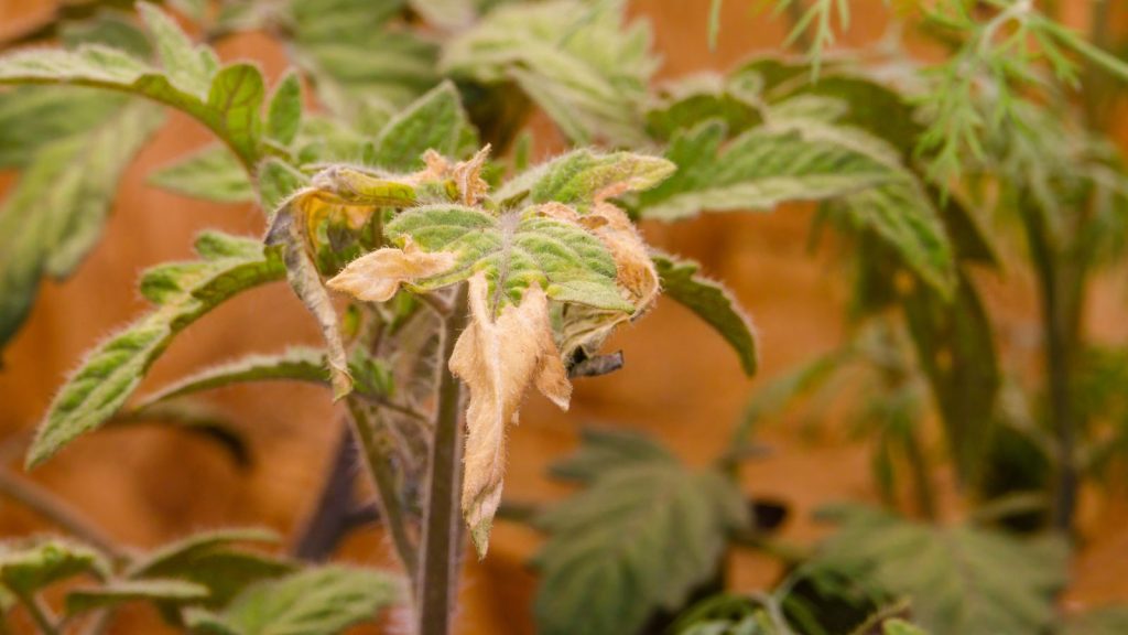8 Subtle Warning Signs I Missed While Overwatering My Tomato Plants 1 yellowing tomato leaves
