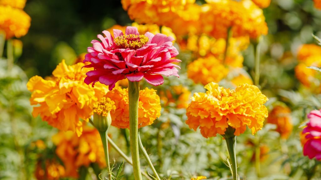 The Low-Maintenance Flowers I Grow When I Can’t Keep Up With the Garden 12 zinnias and marigolds