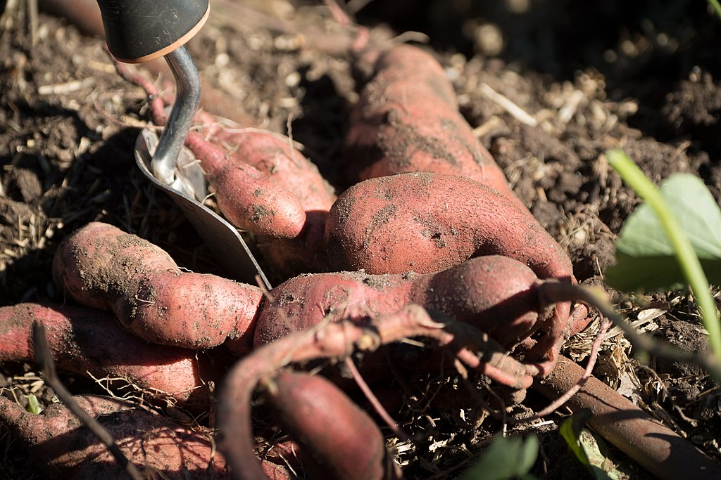 How to Know When Sweet Potatoes Are Perfectly Ready to Harvest 6 U.S. Department of Agriculture (USDA), Agriculture Marketing Service (AMS), Dairy Program Marketing Research Specialist John Galbraith helped possible future farmers harvest sweet potatoes during the USDA Farmers Market which celebrates the close of its 22nd season on Oct 27, 2017, in Washington, DC. The last market day featured live music from the U.S. Army Band, farm animal exhibits. Visitors were able to bowl with squash, help harvest and learn about sweet potatoes for donation DC Central Kitchen, pick and paint pumpkins, meet farm animals, shop for fresh picked local produce from the Chesapeake Bay Region, enjoy prepared foods, see live turkeys from Tall Cotton Farm, get a farm animal and veggie-themed temporary tattoo to wear, and shop for food inspired art work. .“VegU” Program Coordinators prepared and talk about a pumpkin curry soup recipe during free 10-minute fruit and vegetable classes at the “VegU(cation)” tent where people learned how to how to pick, store, and prepare pumpkin curry soup. Fruits and vegetables are featured during their peak harvest time..The USDA farmers market is located on the corner of 12th Street and Independence Ave, SW; features live music, 30+ farmers, ranchers, and small business owners in the Chesapeake Bay Region. .The festival played host to thousands of visitors from around America and looks to open May 4, 2018. For more information visit usda.gov/farmersmarket or follow @USDA_AMS on Twitter and Instagram using hashtag #USDAFarmersMkt. View photos of the market on Flickr. USDA Photo by Lance Cheung...PUMPKIN CURRY SOUP.Yields 8 cups.Prep Time: 1 hour | Cook Time: 20 minutes | Total Time: 1 hour 20 minutes.1 tbsp. olive oil.1 medium onion, finely chopped.3 garlic cloves, minced .3 lb. fresh sugar pumpkin .3 cups vegetable stock.1 tbsp. curry powder.1 tsp. chili powder.Salt and pepper to taste ..1. Preheat oven to 350° F..2. Remove pumpkin stem and slice pumpkin in half using a sharp knife. Remove pumpkin seeds and stringy innards with a spoon. Discard or save seeds to roast later on..3. Brush pumpkin halves with oil and place face down on a parchment-lined baking sheet. Bake for 45 minutes or until tender..4. Remove from oven and let cool. Separate pumpkin flesh from skin. Purée the pumpkin flesh in a blender or food processor. (Process to your preference of a smooth to chunky texture. See photo album for examples.).5. In a pot, heat onion and garlic over medium heat. Add vegetable stock, puréed pumpkin, curry powder and chili powder..6. Bring soup to a boil then reduce heat and simmer for 10.minutes. .Note: Each pound of sugar pumpkin should yield 1 cup of pumpkin purée...Adapted from © My Darling Vegan 2016..THIS WEEK VEGU IS ALL ABOUT PUMPKINS..Three different species in the Curburita genus are known as pumpkins (Cucurbita pepo, C. maxima, C. moschata). Pumpkins are typically planted in early summer and harvested in fall. Pumpkins can be stored for several months after harvesting due to their thick outer skin. There are countless different varieties of pumpkins grown in the United States ranging in size from 2 pounds to 100 pounds and in an array of colors including orange, yellow, green, and white. One of the most common pumpkin varieties used for cooking and baking is Sugar Pie (also known as pie pumpkins), which has thin skin and sweet flesh making it ideal for eating. .HOW TO PICK.Look at size. Choose pumpkins that feel solid and heavy for their size. Check for blemishes. Pick pumpkins that are unblemished, have consistent color and have the stems attached. .Feel for freshness. Press on the bottom of the pumpkin. If it is flexible or has several soft spots it may indicate that it is not as fresh. .HOW TO PREPARE.To cook a fresh pumpkin, first wash and dry the whole pumpkin. Remove the stem and slice the pumpkin in half using a sharp knife. Clean out the inside, removing the seeds and fibrous strings. Place the halves on a cookie sheet or tray and bake at 350º F for about 30-45 minutes depending on the size. Once cooled, peel off the skin using a knife and chop the pumpkin into cubes, or purée the flesh in a blender or food processor. Use cooked pumpkin purée or cubes in pies, cakes, baked goods, soups, and stews. .HOW TO STORE .Pumpkins require cool and dry conditions for best storage. Optimal temperature is between 50-55º F and humidity of 50-70%. If stored properly, certain varieties of pumpkin can last up to two months..Tip: Store cooked, cubed or puréed pumpkin for up to one week in the refrigerator. .Advice about freezing. Freezing pumpkin is a great option. To freeze, first roast pumpkin in the oven (as outlined on the other side of this handout) and place cooked cubes or puréed pumpkin into freezer bags. To freeze raw cubes, first peel the pumpkin skin and remove seeds and fibrous strings. Chop pumpkin into 1-inch cubes and store loosely in freezer bags. Frozen pumpkin can be stored for 9 months to 1 year. .FUN FACTS.•.Pumpkins originated in Central America and are botanically a fruit..•.At the first Thanksgiving feast in 1621, the pilgrims did not serve pumpkin pie, rather, they served stewed pumpkin..•.Pumpkins are members of the Cucurbitaceae family, which includes squash, zucchini, watermelon, cucumbers and gourds..•.Over 50,000 acres of pumpkins were harvested in the United States in 2014, producing 1.3 billion pounds of pumpkins..•.China and India are the world’s top pumpkin producers; U.S. is ranked fifth..•.Illinois is the top pumpkin producing state in the U.S. followed by California, Ohio and Pennsylvania..•.Pumpkin is an excellent source of beta-carotene, the precursor to vitamin A..•.99% of pumpkins grown in the U.S. are sold for decoration...