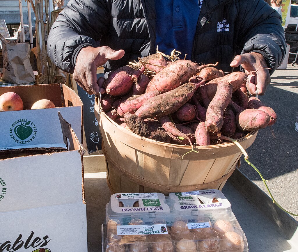 How to Know When Sweet Potatoes Are Perfectly Ready to Harvest 7 A DC Central Kitchen driver gleans unsold fruit, produce, and baked goods from vendors and People's Garden harvest during the close of the USDA Farmers Market, which celebrates the close of its 22nd season on Oct 27, 2017, in Washington, DC. The last market day featured live music from the U.S. Army Band, farm animal exhibits. Visitors were able to bowl with squash, help harvest and learn about sweet potatoes for DC Central Kitchen, pick and paint pumpkins, meet farm animals, shop for fresh picked local produce from the Chesapeake Bay Region, enjoy prepared foods, see live turkeys from Tall Cotton Farm, get a farm animal and veggie-themed temporary tattoo to wear, and shop for food inspired art work. “VegU” Program Coordinators prepared and talk about a pumpkin curry soup recipe during free 10-minute fruit and vegetable classes at the “VegU(cation)” tent where people learned how to how to pick, store, and prepare pumpkin curry soup. Fruits and vegetables are featured during their peak harvest time.The USDA farmers market is located on the corner of 12th Street and Independence Ave, SW; features live music, 30+ farmers, ranchers, and small business owners in the Chesapeake Bay Region. The festival played host to thousands of visitors from around America and looks to open May 4, 2018. For more information visit usda.gov/farmersmarket or follow @USDA_AMS on Twitter and Instagram using hashtag #USDAFarmersMkt. View photos of the market on Flickr. USDA Photo by Lance Cheung.PUMPKIN CURRY SOUPYields 8 cupsPrep Time: 1 hour | Cook Time: 20 minutes | Total Time: 1 hour 20 minutes1 tbsp. olive oil1 medium onion, finely chopped3 garlic cloves, minced 3 lb. fresh sugar pumpkin 3 cups vegetable stock1 tbsp. curry powder1 tsp. chili powderSalt and pepper to taste 1. Preheat oven to 350° F.2. Remove pumpkin stem and slice pumpkin in half using a sharp knife. Remove pumpkin seeds and stringy innards with a spoon. Discard or save seeds to roast later on.3. Brush pumpkin halves with oil and place face down on a parchment-lined baking sheet. Bake for 45 minutes or until tender.4. Remove from oven and let cool. Separate pumpkin flesh from skin. Purée the pumpkin flesh in a blender or food processor. (Process to your preference of a smooth to chunky texture. See photo album for examples.)5. In a pot, heat onion and garlic over medium heat. Add vegetable stock, puréed pumpkin, curry powder and chili powder.6. Bring soup to a boil then reduce heat and simmer for 10minutes. Note: Each pound of sugar pumpkin should yield 1 cup of pumpkin purée.Adapted from © My Darling Vegan 2016THIS WEEK VEGU IS ALL ABOUT PUMPKINSThree different species in the Curburita genus are known as pumpkins (Cucurbita pepo, C. maxima, C. moschata). Pumpkins are typically planted in early summer and harvested in fall. Pumpkins can be stored for several months after harvesting due to their thick outer skin. There are countless different varieties of pumpkins grown in the United States ranging in size from 2 pounds to 100 pounds and in an array of colors including orange, yellow, green, and white. One of the most common pumpkin varieties used for cooking and baking is Sugar Pie (also known as pie pumpkins), which has thin skin and sweet flesh making it ideal for eating. HOW TO PICKLook at size. Choose pumpkins that feel solid and heavy for their size. Check for blemishes. Pick pumpkins that are unblemished, have consistent color and have the stems attached. Feel for freshness. Press on the bottom of the pumpkin. If it is flexible or has several soft spots it may indicate that it is not as fresh. HOW TO PREPARETo cook a fresh pumpkin, first wash and dry the whole pumpkin. Remove the stem and slice the pumpkin in half using a sharp knife. Clean out the inside, removing the seeds and fibrous strings. Place the halves on a cookie sheet or tray and bake at 350º F for about 30-45 minutes depending on the size. Once cooled, peel off the skin using a knife and chop the pumpkin into cubes, or purée the flesh in a blender or food processor. Use cooked pumpkin purée or cubes in pies, cakes, baked goods, soups, and stews. HOW TO STORE Pumpkins require cool and dry conditions for best storage. Optimal temperature is between 50-55º F and humidity of 50-70%. If stored properly, certain varieties of pumpkin can last up to two months.Tip: Store cooked, cubed or puréed pumpkin for up to one week in the refrigerator. Advice about freezing. Freezing pumpkin is a great option. To freeze, first roast pumpkin in the oven (as outlined on the other side of this handout) and place cooked cubes or puréed pumpkin into freezer bags. To freeze raw cubes, first peel the pumpkin skin and remove seeds and fibrous strings. Chop pumpkin into 1-inch cubes and store loosely in freezer bags. Frozen pumpkin can be stored for 9 months to 1 year. FUN FACTS• Pumpkins originated in Central America and are botanically a fruit.• At the first Thanksgiving feast in 1621, the pilgrims did not serve pumpkin pie, rather, they served stewed pumpkin.• Pumpkins are members of the Cucurbitaceae family, which includes squash, zucchini, watermelon, cucumbers and gourds.• Over 50,000 acres of pumpkins were harvested in the United States in 2014, producing 1.3 billion pounds of pumpkins.• China and India are the world’s top pumpkin producers; U.S. is ranked fifth.• Illinois is the top pumpkin producing state in the U.S. followed by California, Ohio and Pennsylvania.• Pumpkin is an excellent source of beta-carotene, the precursor to vitamin A.• 99% of pumpkins grown in the U.S. are sold for decoration.