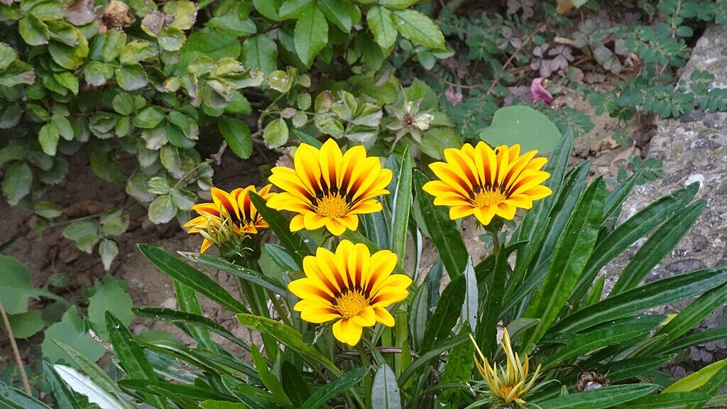 18 Flowers That Gently Open and Close Every Day 3 1024px DSC03433 Gazania edited