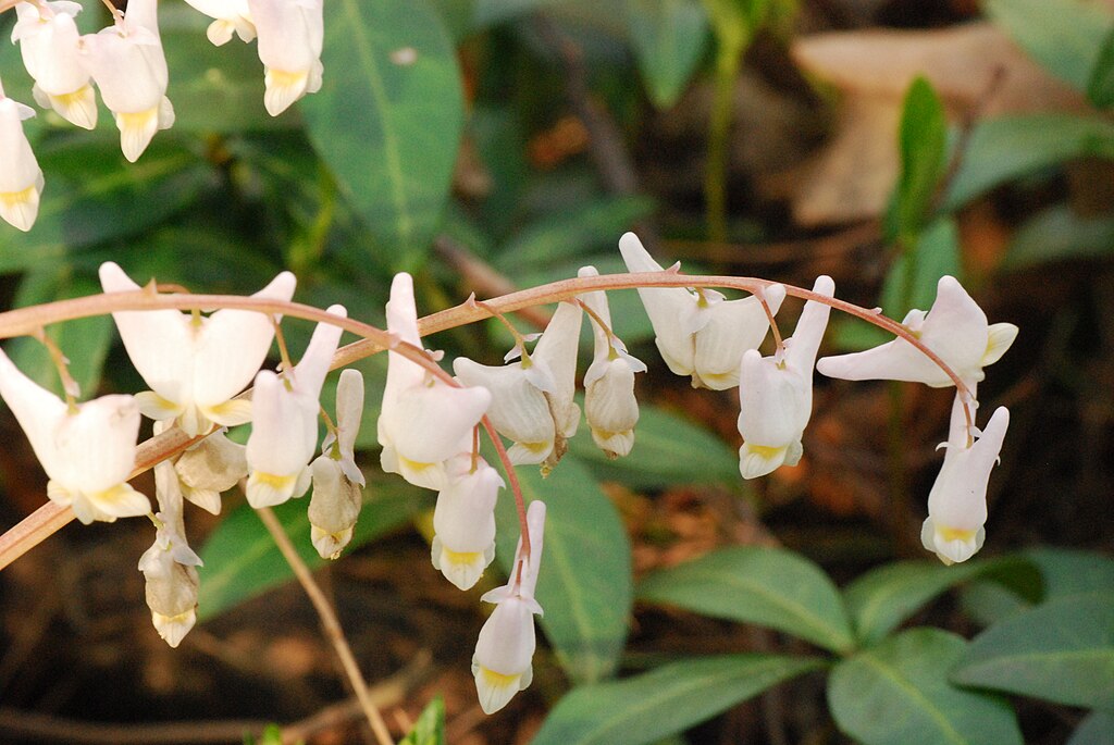 1024px Dutchmans Breeches Dicentra cucullaria 4524681479