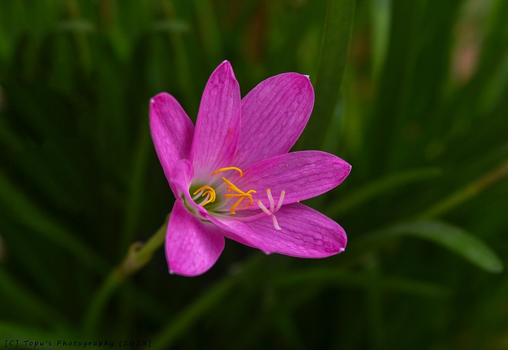 18 Flowers That Gently Open and Close Every Day 13 1024px Pink rain lily by Topu Saha