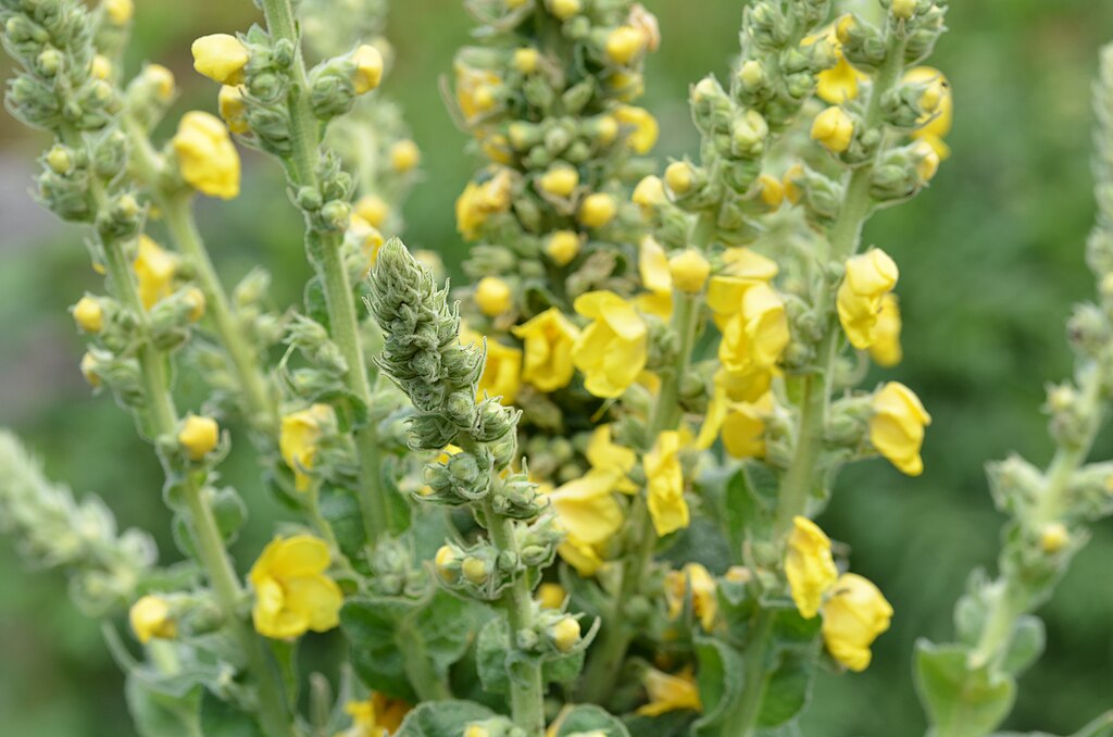 DIY Mullein Tincture 2 1024px Verbascum thapsus 1893