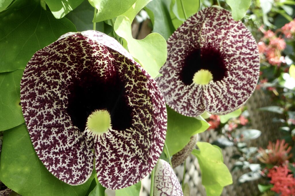 These Heart-Shaped Flowers Are the Sweetest Thing in Your Garden 10 Dutchman’s Pipe