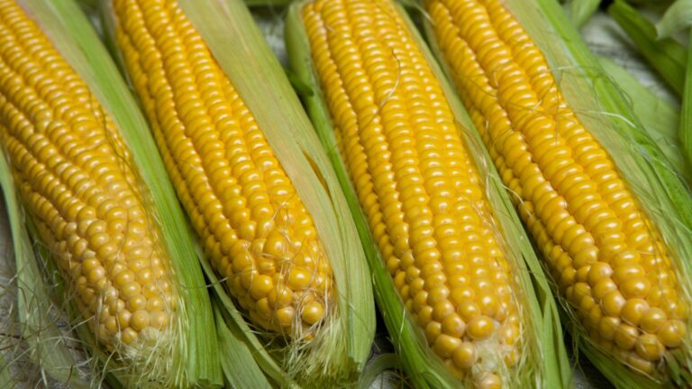 How To Harvest Corn For Perfect Ears