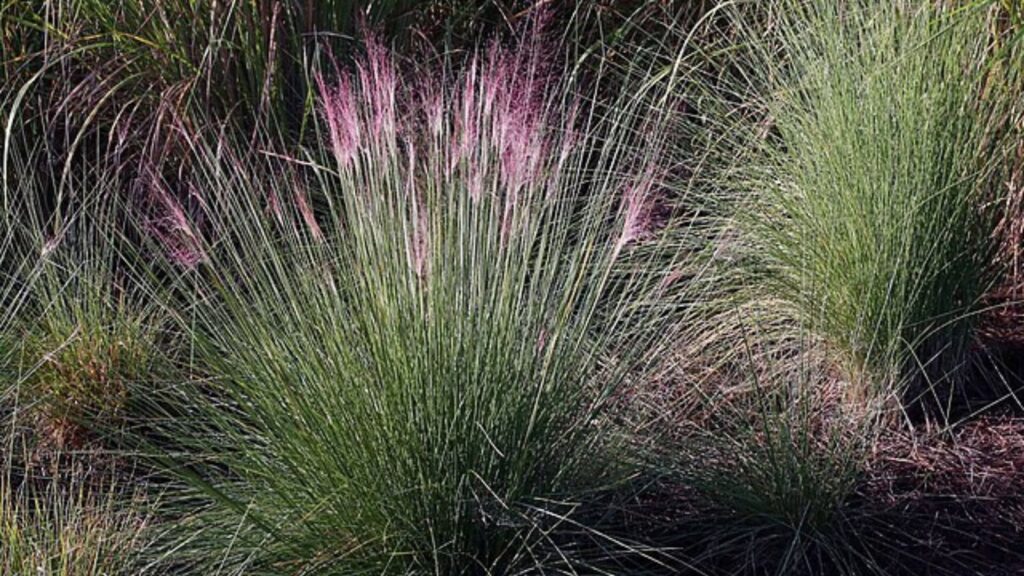 15 Beautiful Perennial Grasses That Practically Take Care of Themselves 11 Molinia caerulea - Purple Moor Grass