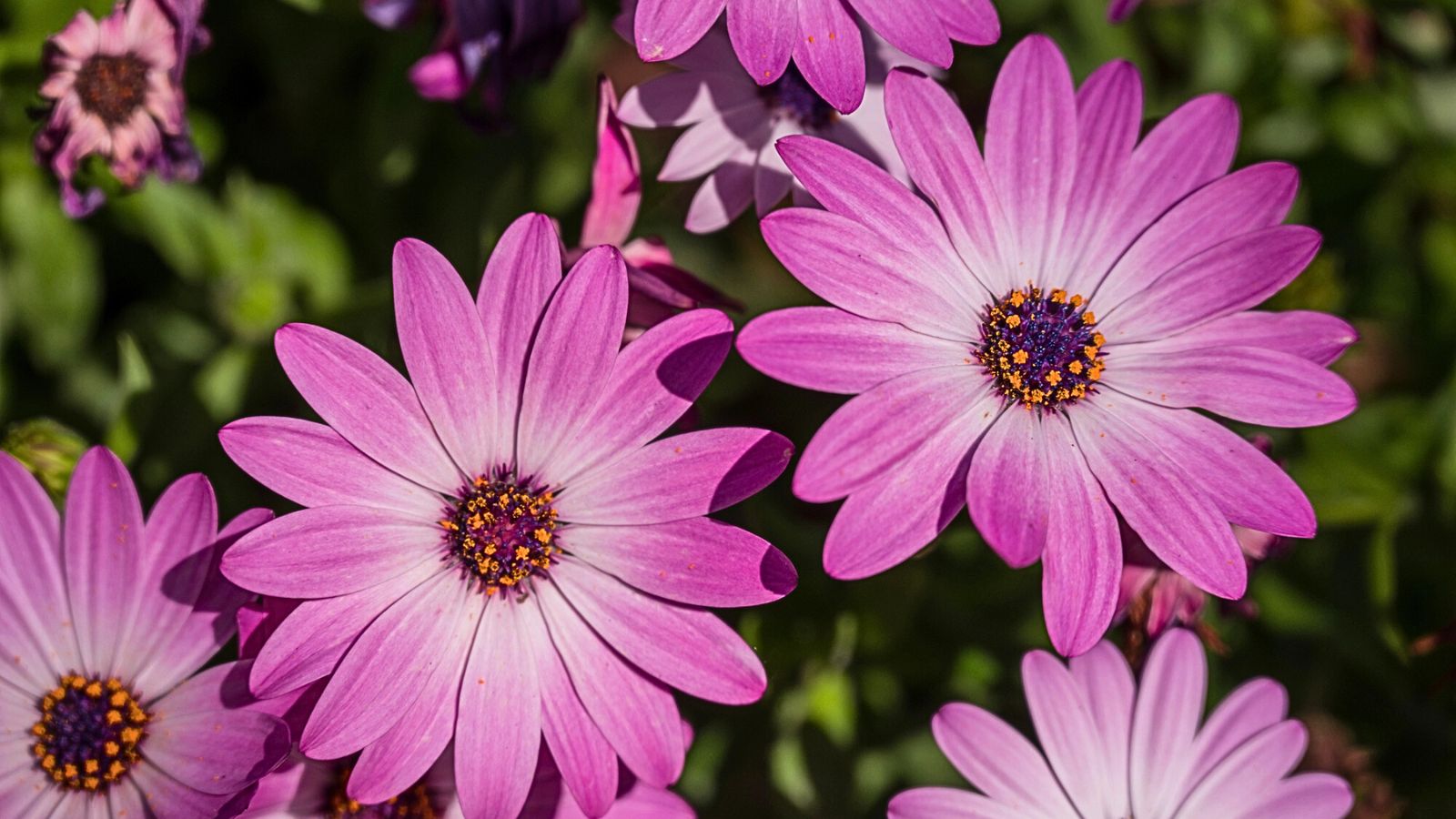 Skip the Mums and Plant These Stunning Fall Flowers Instead