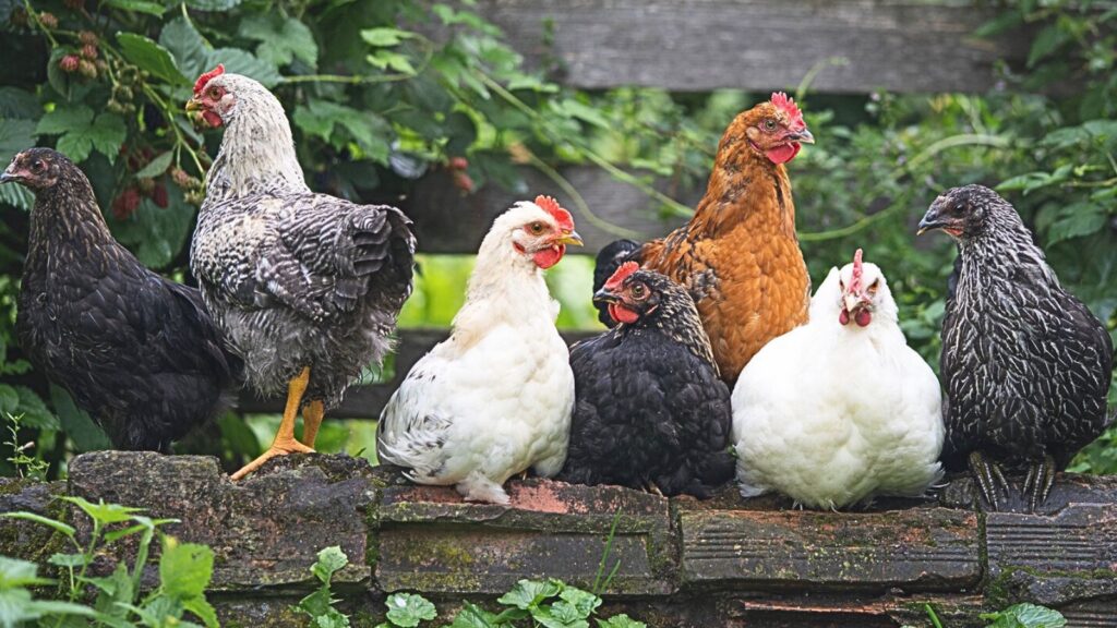 Can Chickens Eat Popcorn? 3 backyard chickens