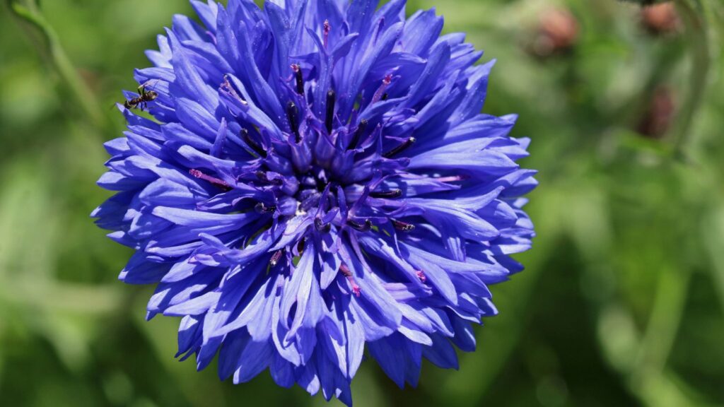 Cornflower (Centaurea Cyanus)