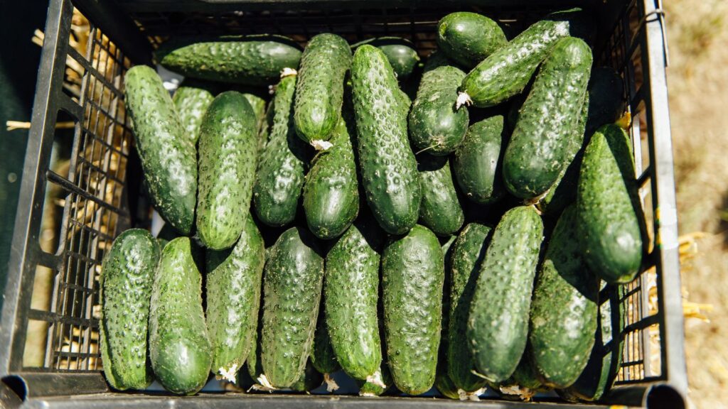 freshly harvested cucumbers in crate