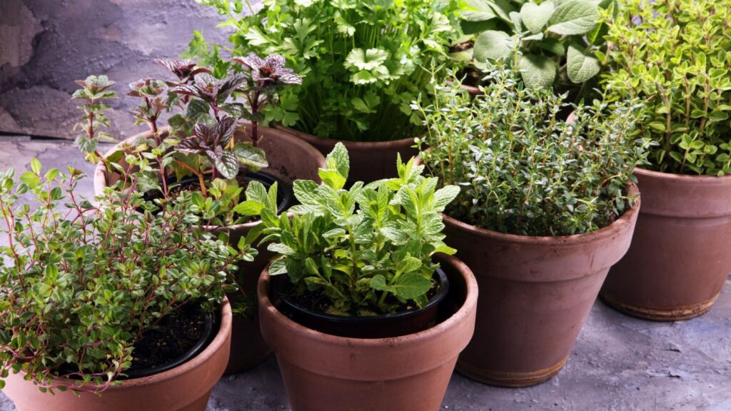 Gardening Tips I Learned the Hard Way to Never Follow 3 herbs in pots
