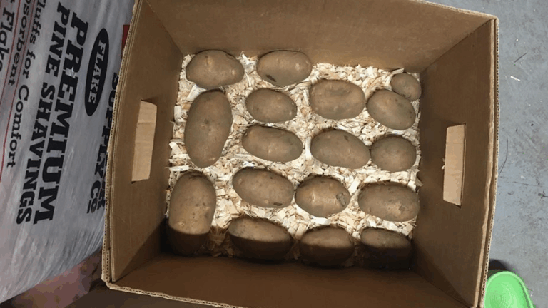 How to Store Potatoes in Pine Shavings So They Last Longer
