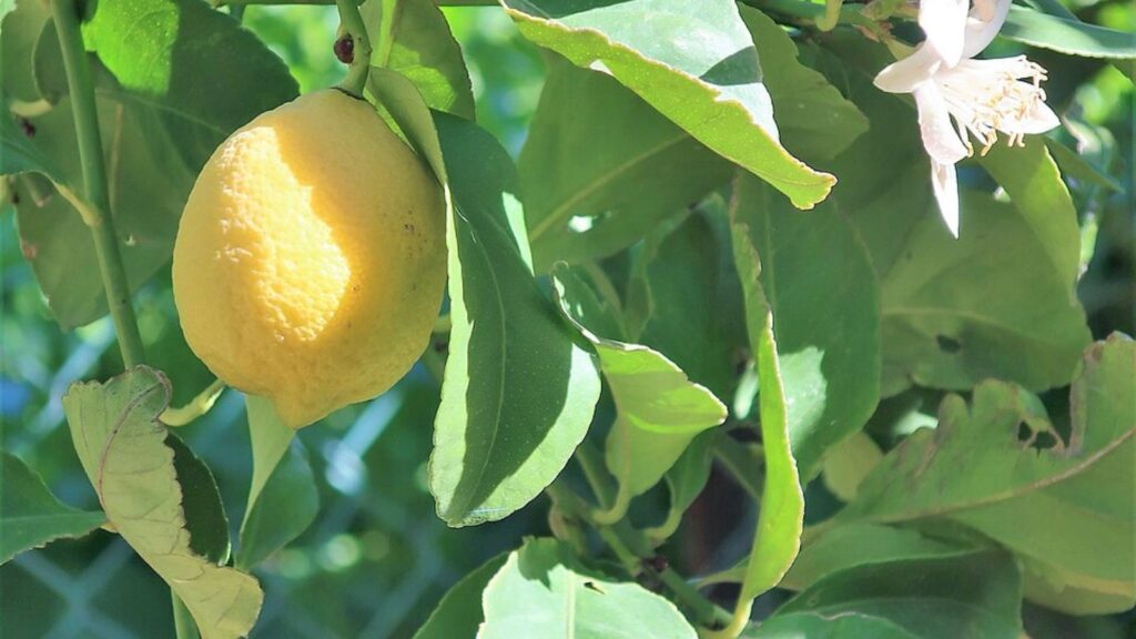13 Fruits and Vegetables You Can Grow Indoors Year-Round 8 lemon tree with fruits and flowers