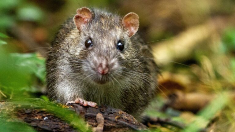 Things in Your Yard That Practically Invite Rodents Over