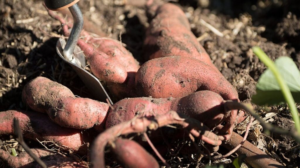 How to Store Freshly Harvested Sweet Potatoes to Make Them Last 2 U.S. Department of Agriculture (USDA), Agriculture Marketing Service (AMS), Dairy Program Marketing Research Specialist John Galbraith helped possible future farmers harvest sweet potatoes during the USDA Farmers Market which celebrates the close of its 22nd season on Oct 27, 2017, in Washington, DC. The last market day featured live music from the U.S. Army Band, farm animal exhibits. Visitors were able to bowl with squash, help harvest and learn about sweet potatoes for donation DC Central Kitchen, pick and paint pumpkins, meet farm animals, shop for fresh picked local produce from the Chesapeake Bay Region, enjoy prepared foods, see live turkeys from Tall Cotton Farm, get a farm animal and veggie-themed temporary tattoo to wear, and shop for food inspired art work. .“VegU” Program Coordinators prepared and talk about a pumpkin curry soup recipe during free 10-minute fruit and vegetable classes at the “VegU(cation)” tent where people learned how to how to pick, store, and prepare pumpkin curry soup. Fruits and vegetables are featured during their peak harvest time..The USDA farmers market is located on the corner of 12th Street and Independence Ave, SW; features live music, 30+ farmers, ranchers, and small business owners in the Chesapeake Bay Region. .The festival played host to thousands of visitors from around America and looks to open May 4, 2018. For more information visit usda.gov/farmersmarket or follow @USDA_AMS on Twitter and Instagram using hashtag #USDAFarmersMkt. View photos of the market on Flickr. USDA Photo by Lance Cheung...PUMPKIN CURRY SOUP.Yields 8 cups.Prep Time: 1 hour | Cook Time: 20 minutes | Total Time: 1 hour 20 minutes.1 tbsp. olive oil.1 medium onion, finely chopped.3 garlic cloves, minced .3 lb. fresh sugar pumpkin .3 cups vegetable stock.1 tbsp. curry powder.1 tsp. chili powder.Salt and pepper to taste ..1. Preheat oven to 350° F..2. Remove pumpkin stem and slice pumpkin in half using a sharp knife. Remove pumpkin seeds and stringy innards with a spoon. Discard or save seeds to roast later on..3. Brush pumpkin halves with oil and place face down on a parchment-lined baking sheet. Bake for 45 minutes or until tender..4. Remove from oven and let cool. Separate pumpkin flesh from skin. Purée the pumpkin flesh in a blender or food processor. (Process to your preference of a smooth to chunky texture. See photo album for examples.).5. In a pot, heat onion and garlic over medium heat. Add vegetable stock, puréed pumpkin, curry powder and chili powder..6. Bring soup to a boil then reduce heat and simmer for 10.minutes. .Note: Each pound of sugar pumpkin should yield 1 cup of pumpkin purée...Adapted from © My Darling Vegan 2016..THIS WEEK VEGU IS ALL ABOUT PUMPKINS..Three different species in the Curburita genus are known as pumpkins (Cucurbita pepo, C. maxima, C. moschata). Pumpkins are typically planted in early summer and harvested in fall. Pumpkins can be stored for several months after harvesting due to their thick outer skin. There are countless different varieties of pumpkins grown in the United States ranging in size from 2 pounds to 100 pounds and in an array of colors including orange, yellow, green, and white. One of the most common pumpkin varieties used for cooking and baking is Sugar Pie (also known as pie pumpkins), which has thin skin and sweet flesh making it ideal for eating. .HOW TO PICK.Look at size. Choose pumpkins that feel solid and heavy for their size. Check for blemishes. Pick pumpkins that are unblemished, have consistent color and have the stems attached. .Feel for freshness. Press on the bottom of the pumpkin. If it is flexible or has several soft spots it may indicate that it is not as fresh. .HOW TO PREPARE.To cook a fresh pumpkin, first wash and dry the whole pumpkin. Remove the stem and slice the pumpkin in half using a sharp knife. Clean out the inside, removing the seeds and fibrous strings. Place the halves on a cookie sheet or tray and bake at 350º F for about 30-45 minutes depending on the size. Once cooled, peel off the skin using a knife and chop the pumpkin into cubes, or purée the flesh in a blender or food processor. Use cooked pumpkin purée or cubes in pies, cakes, baked goods, soups, and stews. .HOW TO STORE .Pumpkins require cool and dry conditions for best storage. Optimal temperature is between 50-55º F and humidity of 50-70%. If stored properly, certain varieties of pumpkin can last up to two months..Tip: Store cooked, cubed or puréed pumpkin for up to one week in the refrigerator. .Advice about freezing. Freezing pumpkin is a great option. To freeze, first roast pumpkin in the oven (as outlined on the other side of this handout) and place cooked cubes or puréed pumpkin into freezer bags. To freeze raw cubes, first peel the pumpkin skin and remove seeds and fibrous strings. Chop pumpkin into 1-inch cubes and store loosely in freezer bags. Frozen pumpkin can be stored for 9 months to 1 year. .FUN FACTS.•.Pumpkins originated in Central America and are botanically a fruit..•.At the first Thanksgiving feast in 1621, the pilgrims did not serve pumpkin pie, rather, they served stewed pumpkin..•.Pumpkins are members of the Cucurbitaceae family, which includes squash, zucchini, watermelon, cucumbers and gourds..•.Over 50,000 acres of pumpkins were harvested in the United States in 2014, producing 1.3 billion pounds of pumpkins..•.China and India are the world’s top pumpkin producers; U.S. is ranked fifth..•.Illinois is the top pumpkin producing state in the U.S. followed by California, Ohio and Pennsylvania..•.Pumpkin is an excellent source of beta-carotene, the precursor to vitamin A..•.99% of pumpkins grown in the U.S. are sold for decoration...