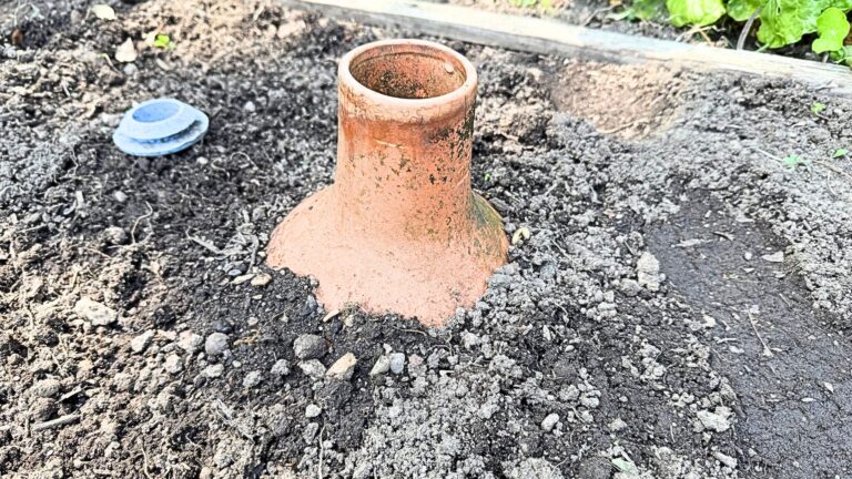 The Clay Pot Olla: A Smarter Way to Water Your Garden
