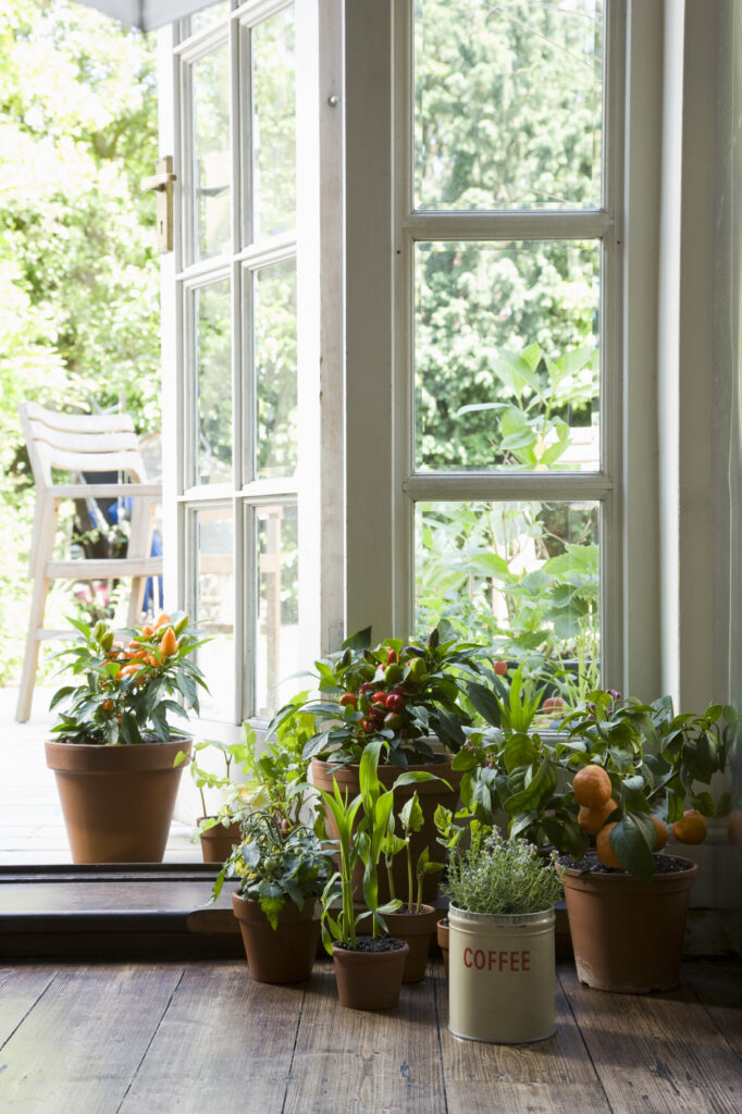 Potted houseplants in house