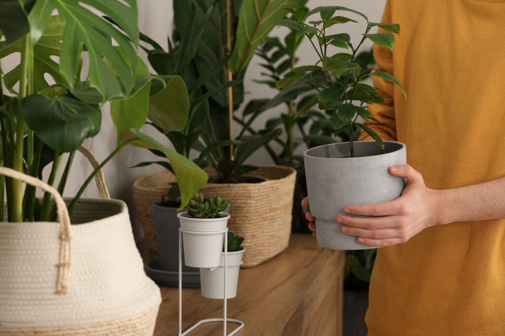 You’re Watering Your Houseplants… So Why Do They Keep Dying? 2 Potted houseplants in house
