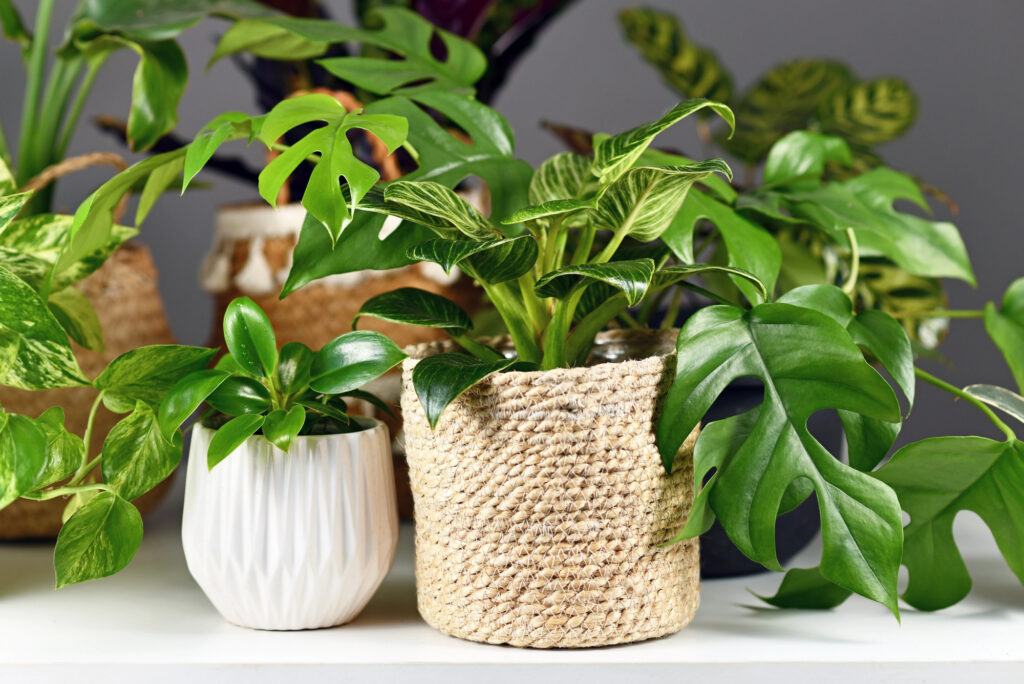 Houseplants believed to bring luck, positive energy and fresh beginnings for the new year 1 houseplants monstera